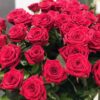 24 rosas rojas