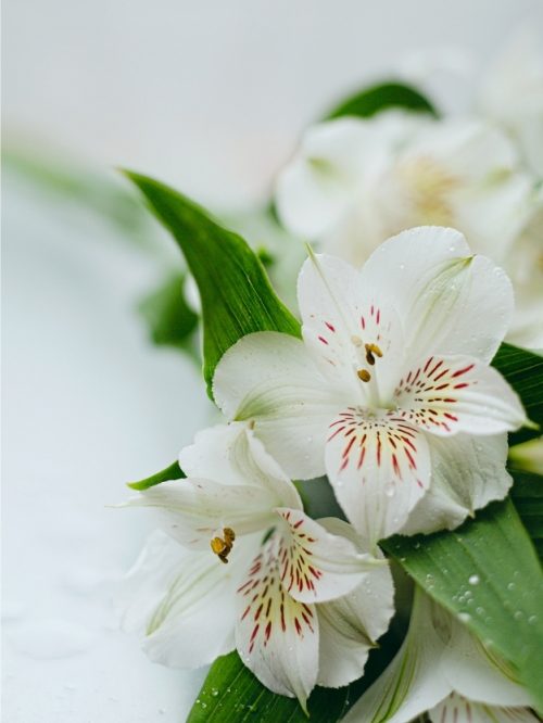 Detalle flores alstroemerias blancas para regalar