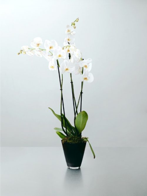 Centro de cristal orquídea blanca con envió domicilio