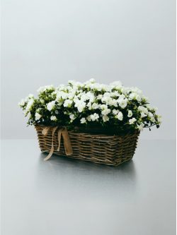 Centro de flores blancas de regalo bonito