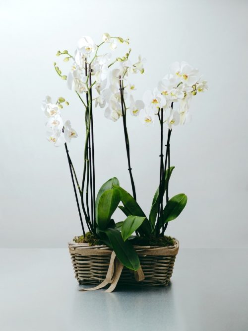 Centro de orquídea blanca de tres ramas