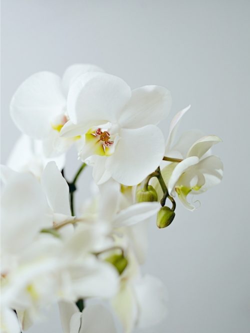 Detalle de flor de orquídea blanca bonito