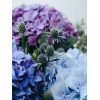 Hortensia azul y rosa bonita