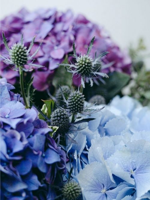 Hortensia azul y rosa bonita