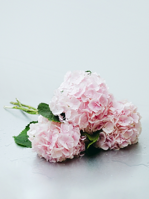 Ramo de hortensia rosa claro