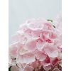 Ramo hortensias rosas claras detalle bonito
