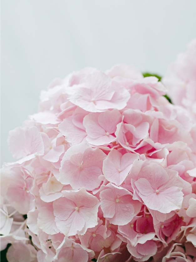 Details 100 imagen hortensias rosas