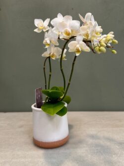 Phalaenopsis mini