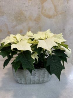 Cerámica pequeña con 2 Poinsettia blancas