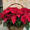 Cesta mimbre con 4 Poinsettia rojas