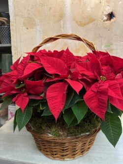 Cesta mimbre con 4 Poinsettia rojas