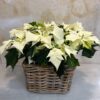 Cesta mimbre con Poinsettia blanca