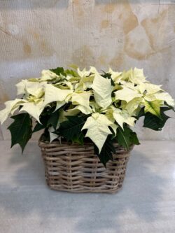 Cesta mimbre con Poinsettia blanca