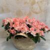 Capazo azaleas