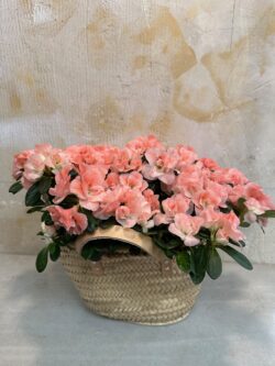 Capazo azaleas