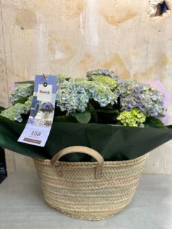 Capazo Hortensias Magical