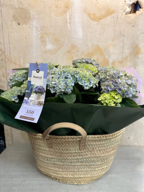 Capazo Hortensias Magical