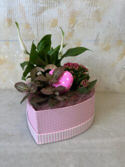 Corazón plantas