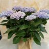 Hortensia Magical Azul en saco arpillera