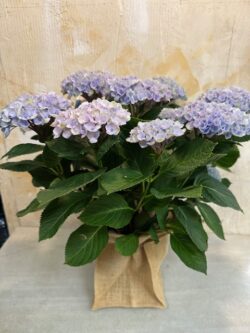 Hortensia Magical Azul en saco arpillera
