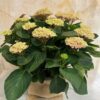 Hortensia Magical rosa en saco arpillera
