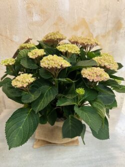 Hortensia Magical rosa en saco arpillera
