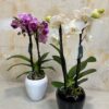 MIni Phalaenopsis