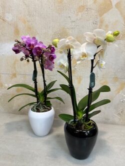 MIni Phalaenopsis