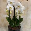Phalaenopsis cerámica 4 caídas