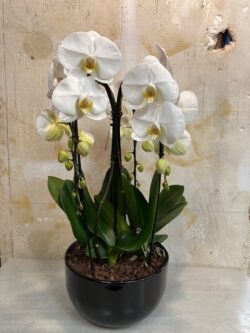 Phalaenopsis cerámica 4 caídas