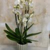 Phalaenopsis cerámica