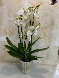 Phalaenopsis cerámica